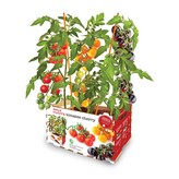 CAJA CON TOMATES DE COLORES BATLLE