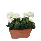 GERANIO PVC BLANCO EN JARDINERA PARA BALCON 29x13x40cm